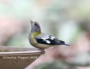 819A9716Evening_Grosbeak