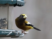 819A9741Evening_Grosbeak