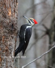 819A9773Pileated_Woodpecker