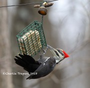 819A9787Pileated_Woodpecker