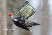 819A9796Pileated_Woodpecker