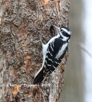 819A9806Hairy_Woodpecker