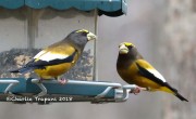819A9830Evening_Grosbeaks