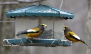 819A9833Evening_Grosbeaks