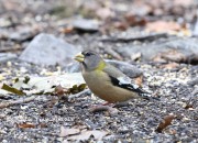 819A9841Evening_Grosbeak