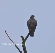 819A9849Gyrfalcon