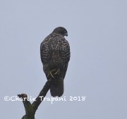 819A9874Gyrfalcon