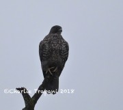 819A9884Gyrfalcon
