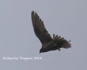 819A9885Gyrfalcon