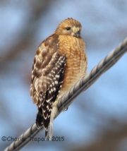 6S3A1075Red-Shouldered_Hawk