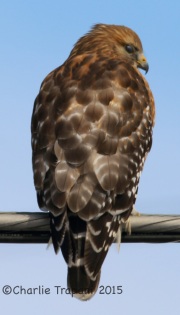 6S3A1099Red-Shouldered_Hawk