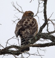 6S3A8909Red-Shouldered_Hawk