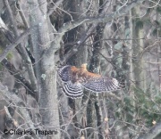 6s3a2245red-shoulderedhawk