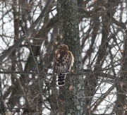 6s3a2319red-shoulderedhawk