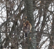 6s3a2320red-shoulderedhawk