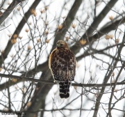 6s3a2340red-shoulderedhawk