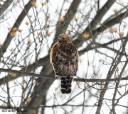 6s3a2342red-shoulderedhawk