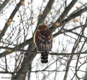 6s3a2345red-shoulderedhawk