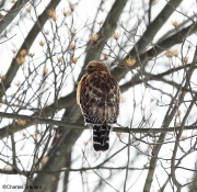6s3a2346red-shoulderedhawk
