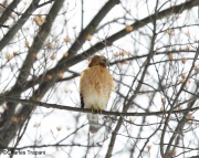 6s3a2348red-shoulderedhawk