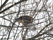 6s3a2350red-shoulderedhawk