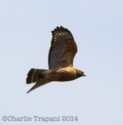 6s3a5874red-shoulderedhawk