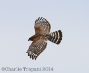 6s3a5881red-shoulderedhawk