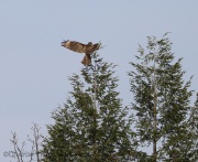 6s3a6016juvred-shoulderedhawk