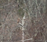 6s3a6040juvred-shoulderedhawk