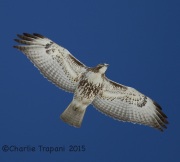 6S3A1835Red-tailed_Hawk