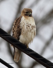 6s3a1871red-tailedhawk