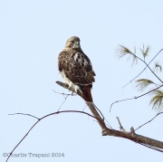 6s3a2378red-tailedhawk