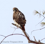 6s3a2379red-tailedhawk