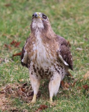 6s3a2624red-tailedhawk