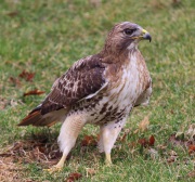 6s3a2629red-tailedhawk
