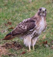 6s3a2633red-tailedhawk