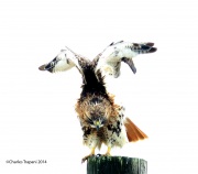 6s3a2867red-tailedhawk_artpiece-copy