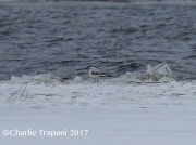 6S3A6352Ross's_Gull_far_away