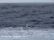 6S3A6369Ross's_Gull_far_away
