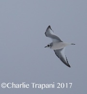 6S3A6472Ross's_Gull