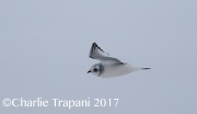 6S3A6492Ross's_Gull