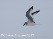 6S3A6493Ross's_Gull