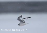 6S3A6526Ross's_Gull