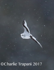 6S3A6532Ross's_Gull