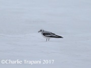 6S3A6547Ross's_Gull
