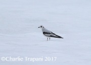 6S3A6554Ross's_Gull