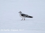 6S3A6573Ross's_Gull