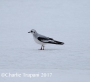 6S3A6581Ross's_Gull