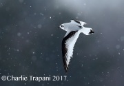 6S3A6592Ross's_Gull