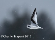 6S3A6593Ross's_Gull